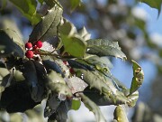 ArdentImages_20030207_SD09_00086