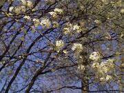 ArdentImages_20030413_SD09_00670