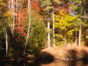 ArdentImages_20101011_SD10_21404