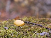 ArdentImages_20101011_SD10_21444