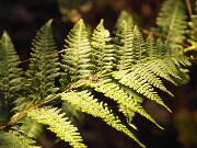 ArdentImages_20101011_SD10_21447