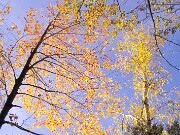 ArdentImages_20101011_SD10_21460