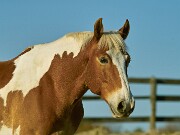 ArdentImages_20091108_SD14_01837