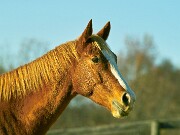 ArdentImages_20091108_SD14_01839