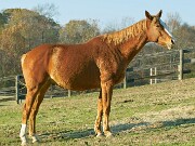 ArdentImages_20091108_SD14_01840