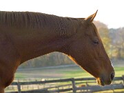 ArdentImages_20091108_SD14_01850