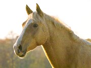 ArdentImages_20091108_SD14_01857