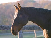 ArdentImages_20091108_SD14_01873