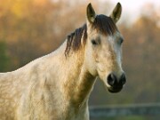 ArdentImages_20091108_SD14_01928