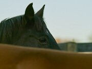 ArdentImages_20091108_SD14_01963