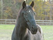 ArdentImages_20091108_SD14_01975