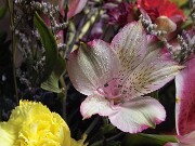 ArdentImages_20030213_SD09_00133