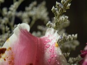 ArdentImages_20030213_SD09_00134