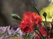 ArdentImages_20030213_SD09_00135