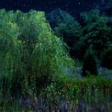 0302e2  Images from Telaria River, an orginal full-length faerie tale novel : faerie, fairy, Mythography Creations, Telaria River