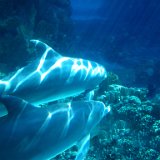 WisdomAndSpeed  Images from Telaria River, an orginal full-length faerie tale novel : faerie, fairy, Mythography Creations, Telaria River