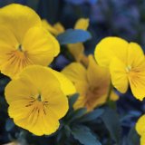 AISD09 00779  Fine art, scenic, still life, abstract, and commercial images including tear sheets : fine art, scenic, nature, abstract