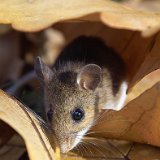 AISD09 02726c  Fine art, scenic, still life, abstract, and commercial images including tear sheets : fine art, scenic, nature, abstract